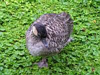 Canard (ord Anseriformes) (fam Annatides) (Photo F. Mrugala) (2)
